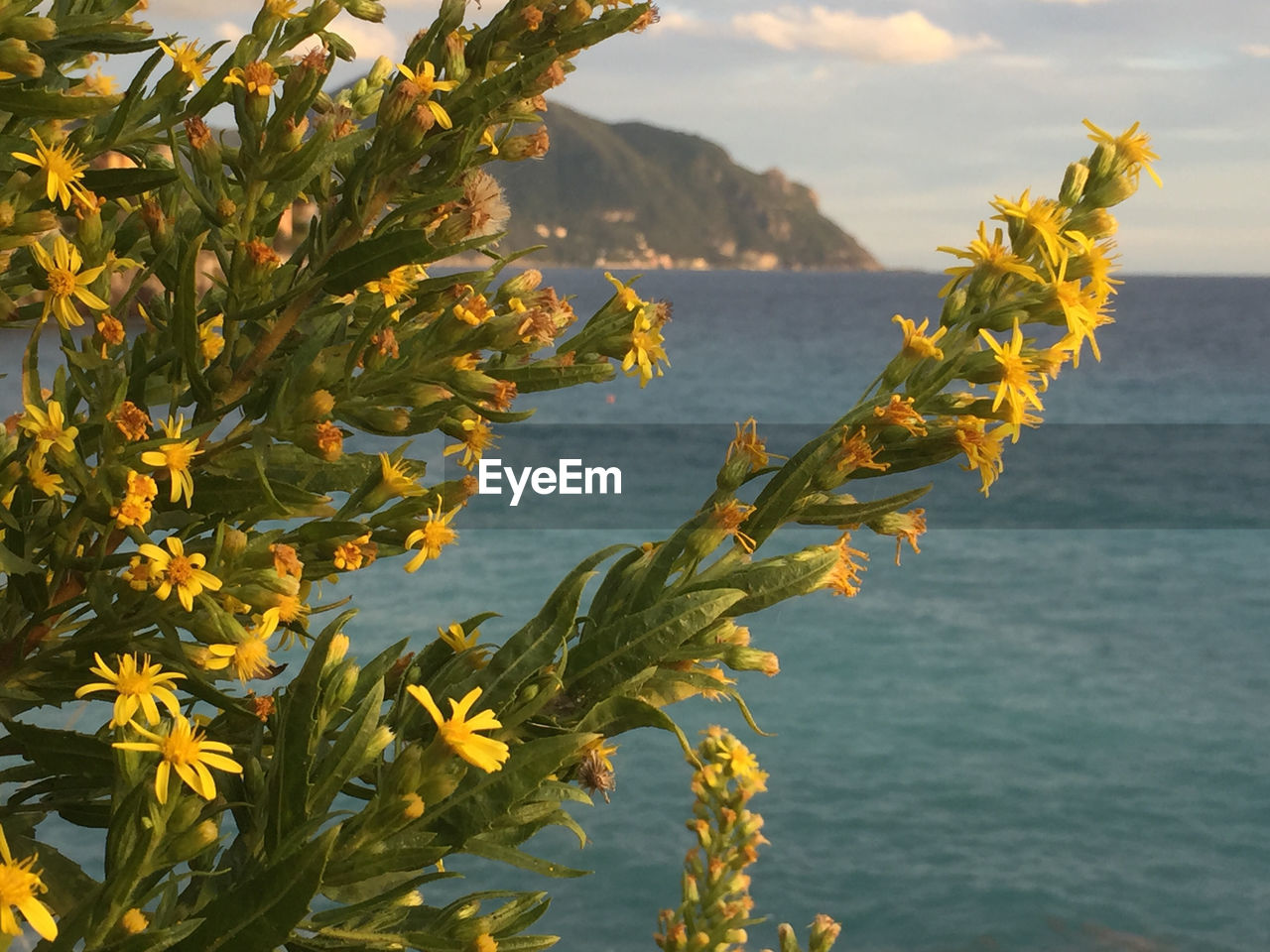 CLOSE-UP OF FLOWERING PLANT AGAINST SEA