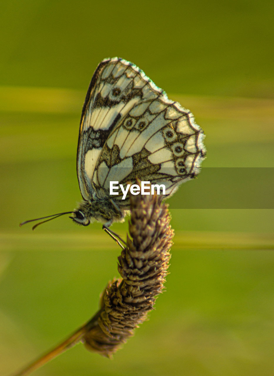 Marbled white english butterfly black spotted wings perched on wild flowers spring view