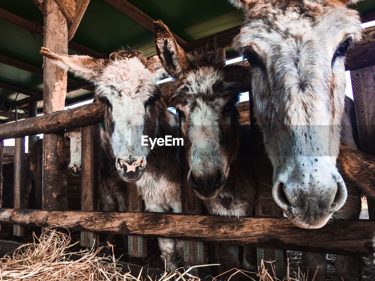 Mammals in shed