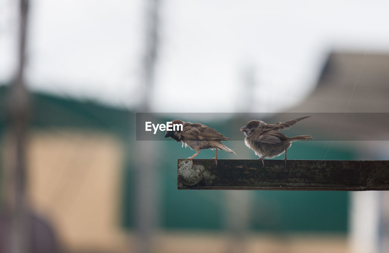 CLOSE-UP OF BIRD PERCHING ON STEM