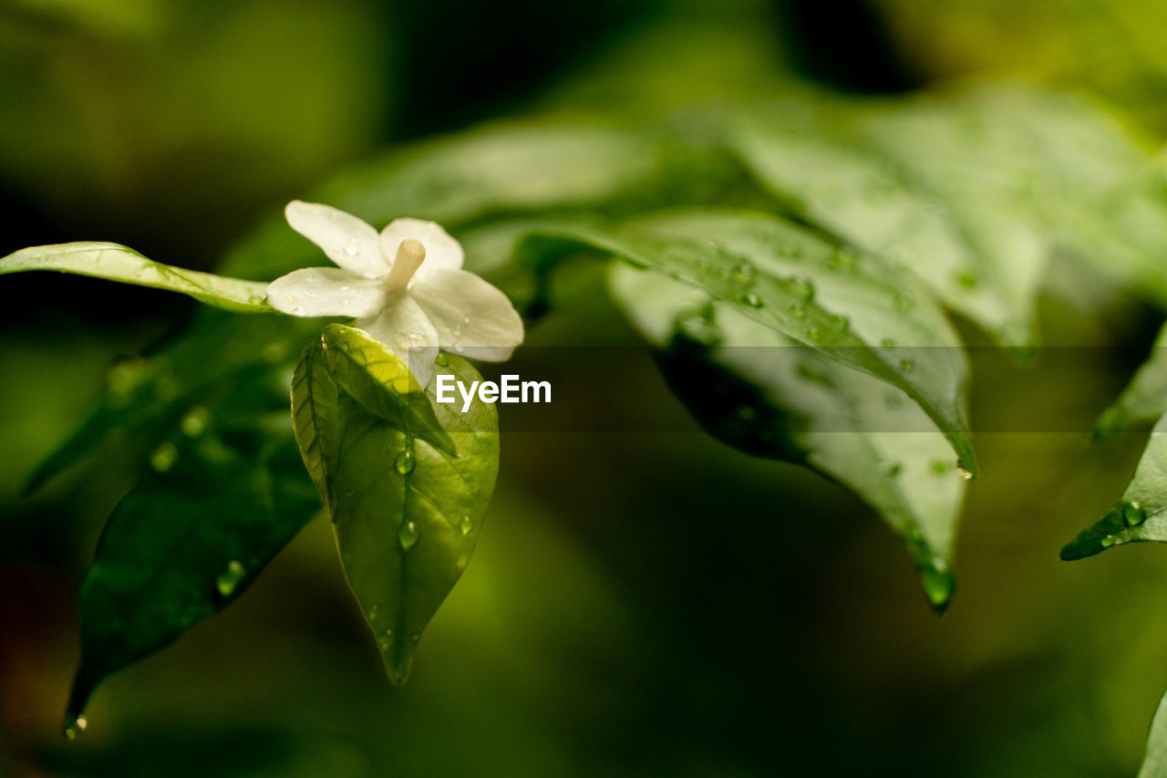 Close-up of flowering plant leaves