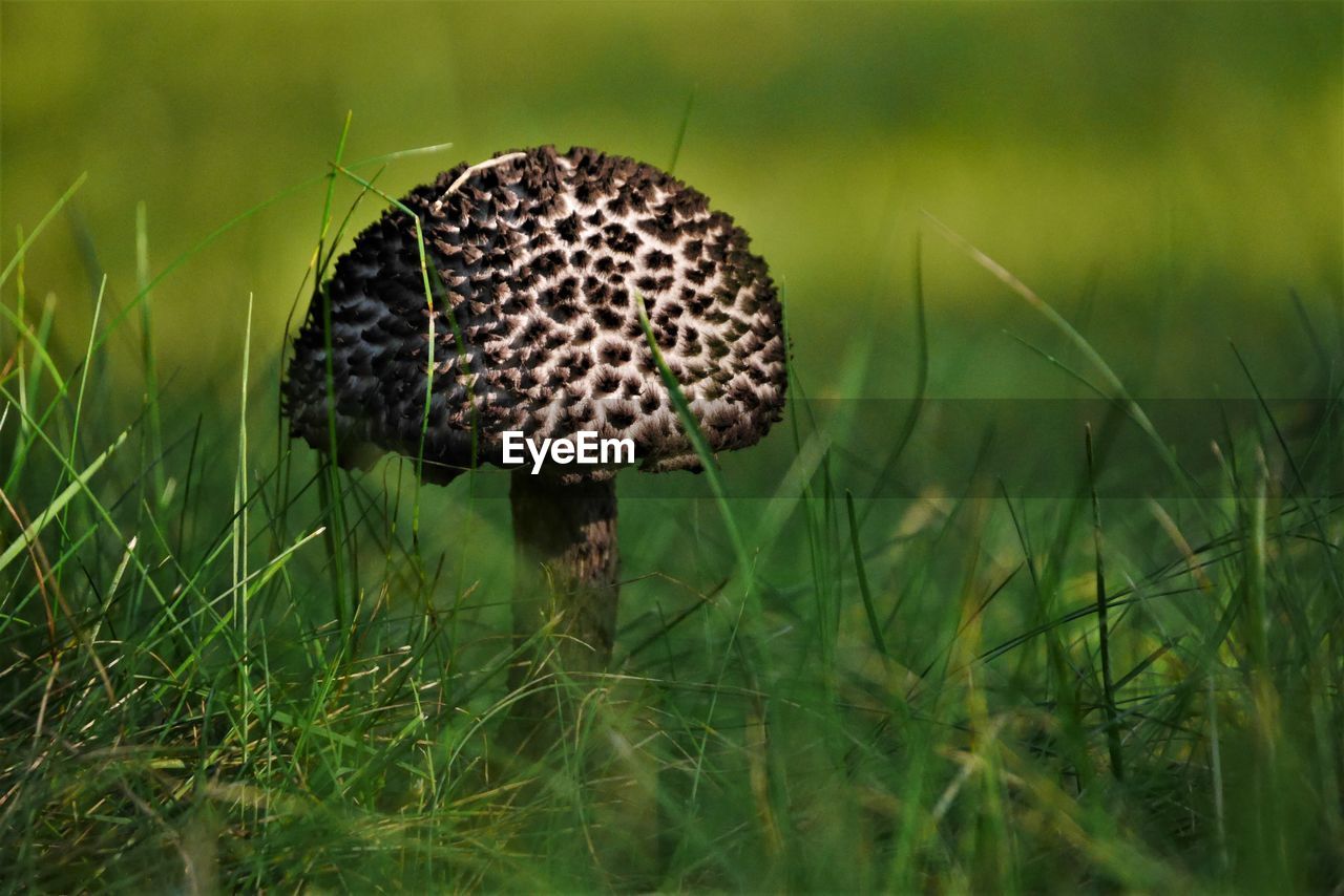 Close-up of mushroom on field