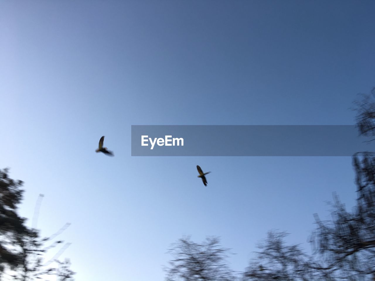 LOW ANGLE VIEW OF BIRDS FLYING