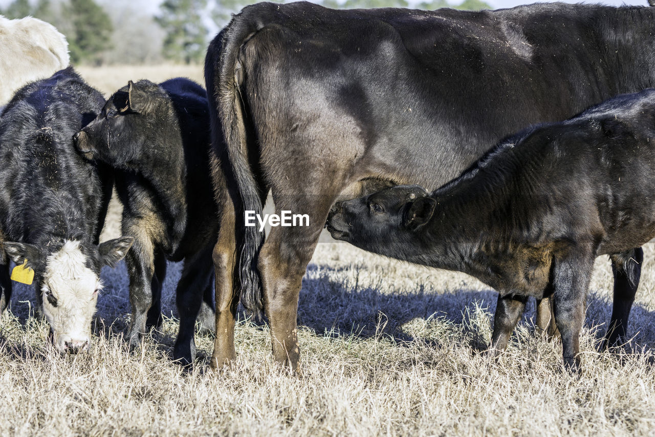 Cow feeding on calf on field