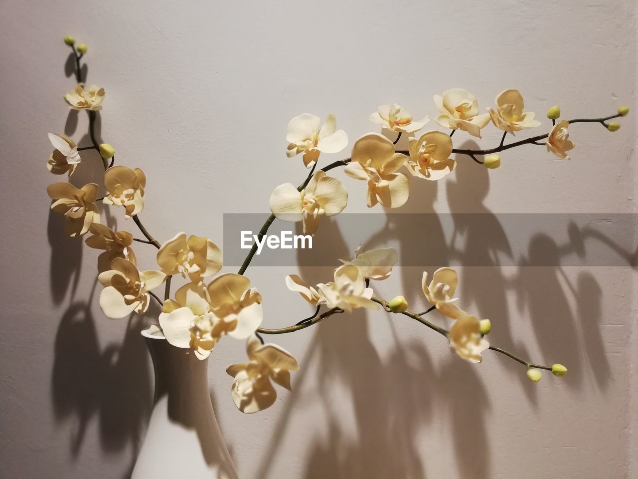 Display orchid 
