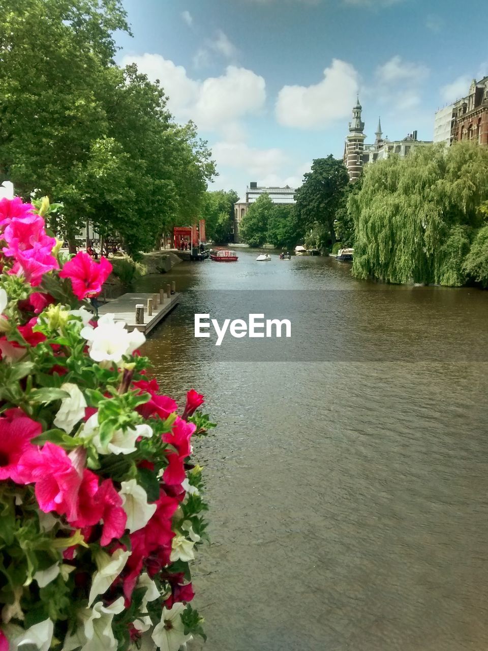 FLOWERS GROWING ON TREE BY WATER AGAINST SKY