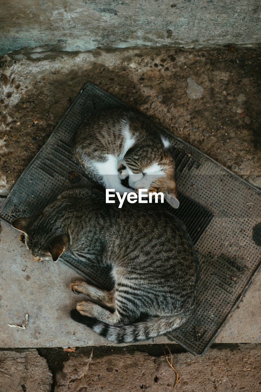 HIGH ANGLE VIEW OF CAT SLEEPING ON FLOOR