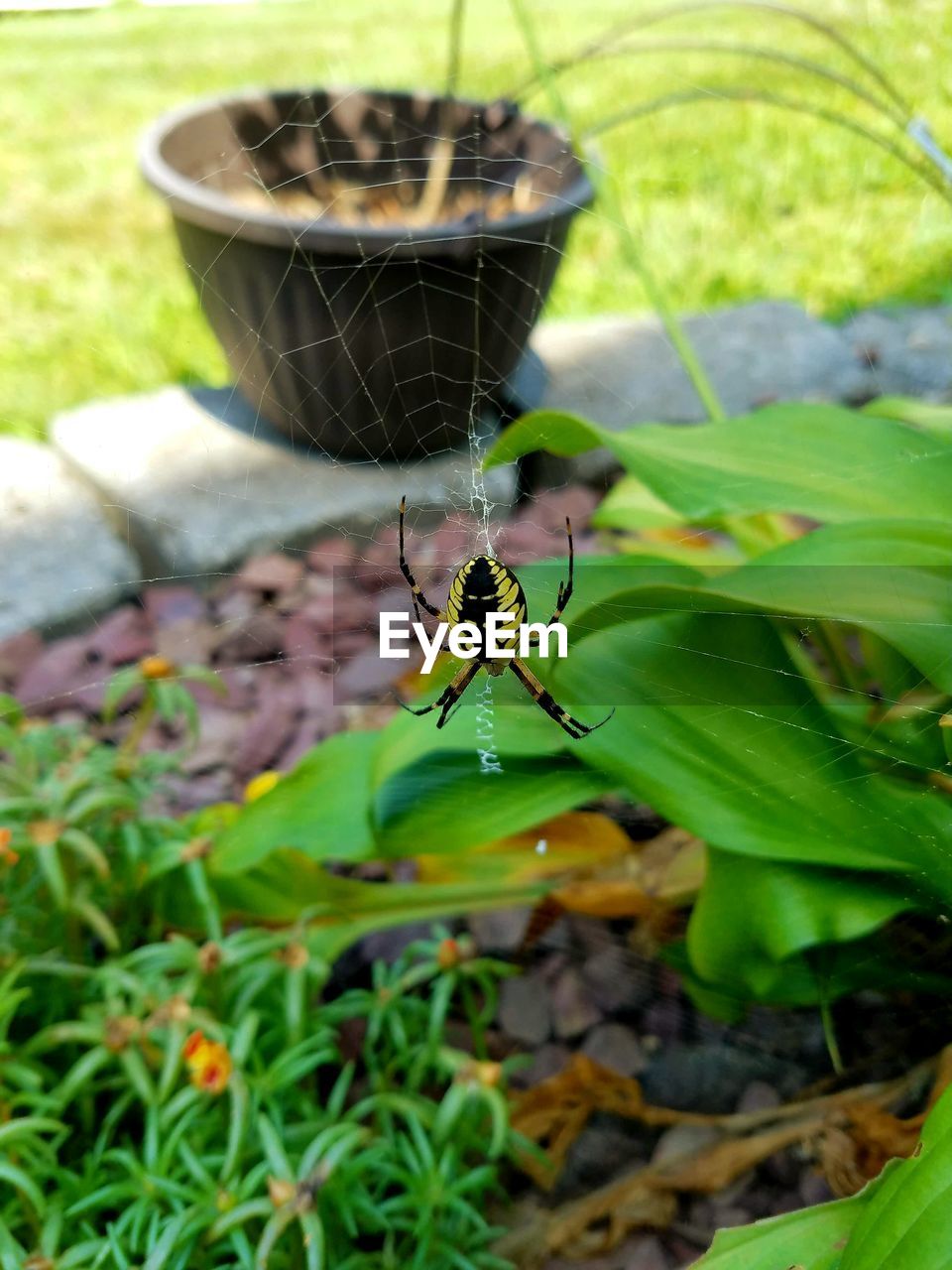 Close-up of insect on plant