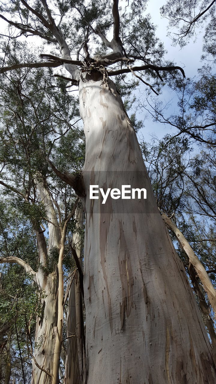 TREES IN THE FOREST