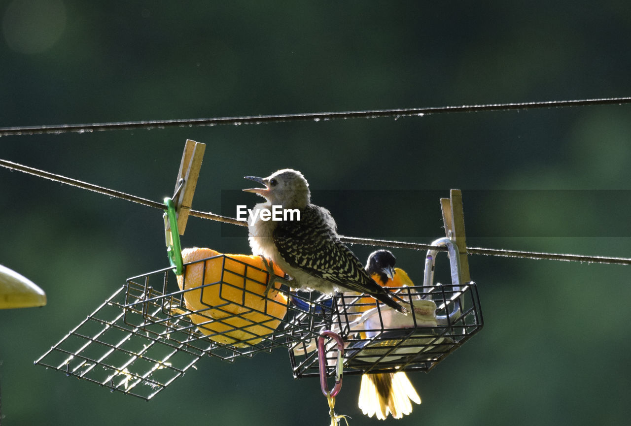 Close-up of red bellied woodpecker perching on feeder