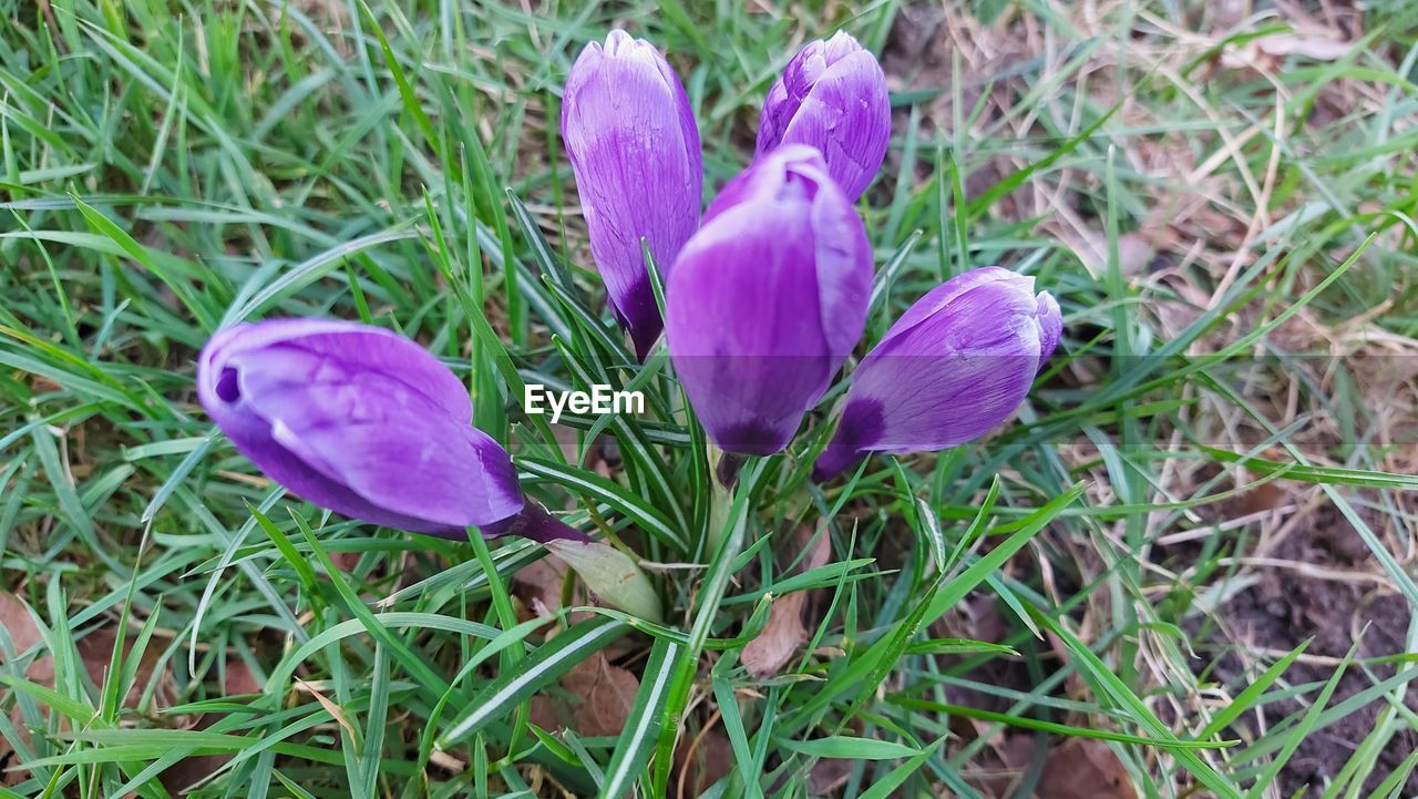 plant, flower, growth, flowering plant, beauty in nature, freshness, field, land, purple, nature, crocus, fragility, grass, petal, iris, close-up, inflorescence, no people, day, green, flower head, high angle view, outdoors, wildflower, pink, springtime