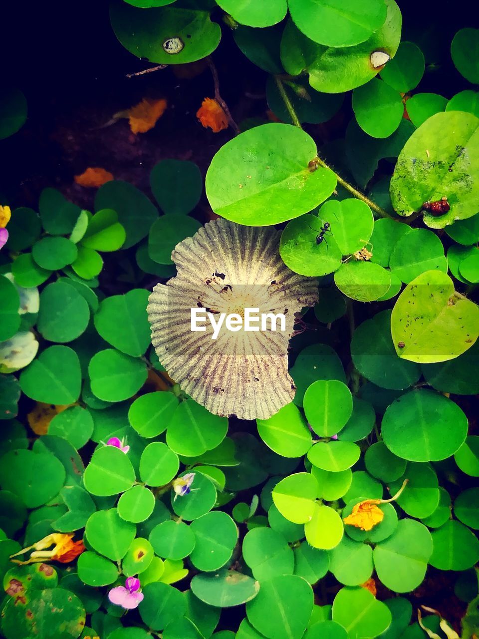 HIGH ANGLE VIEW OF LOTUS WATER LILY IN LEAVES