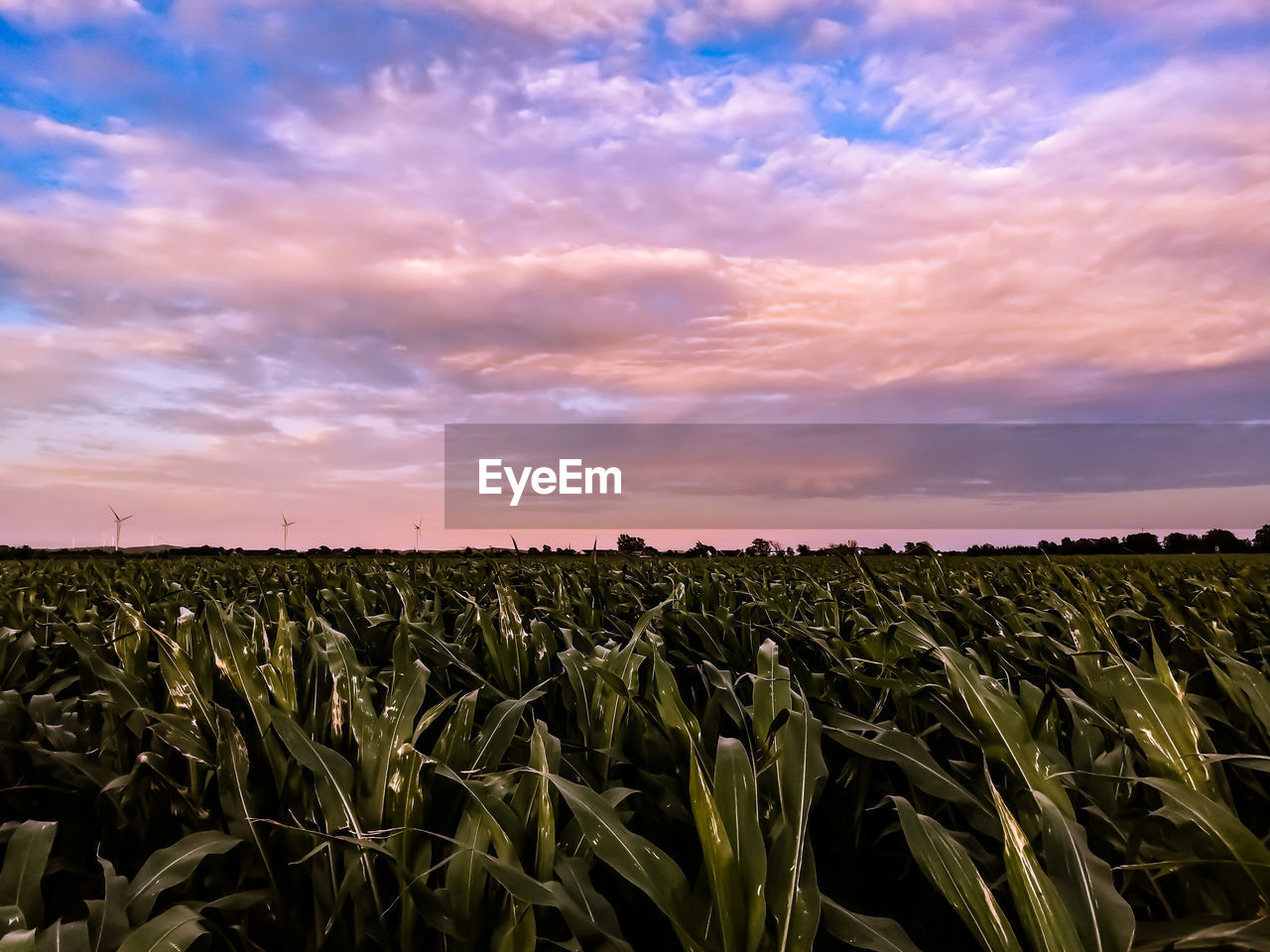 Crops growing on field against sky