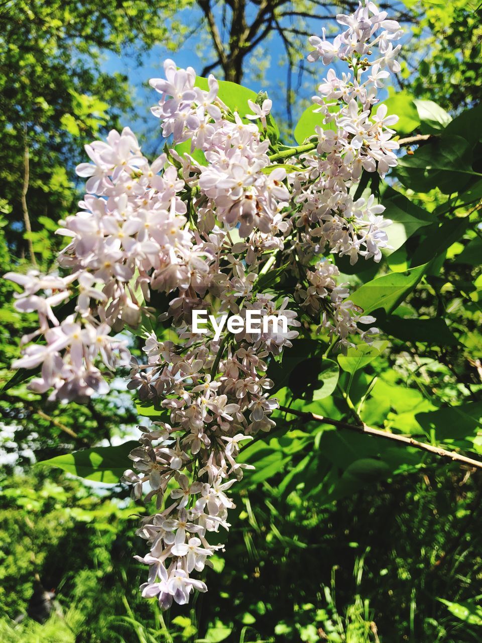 CLOSE-UP OF WHITE BLOSSOM