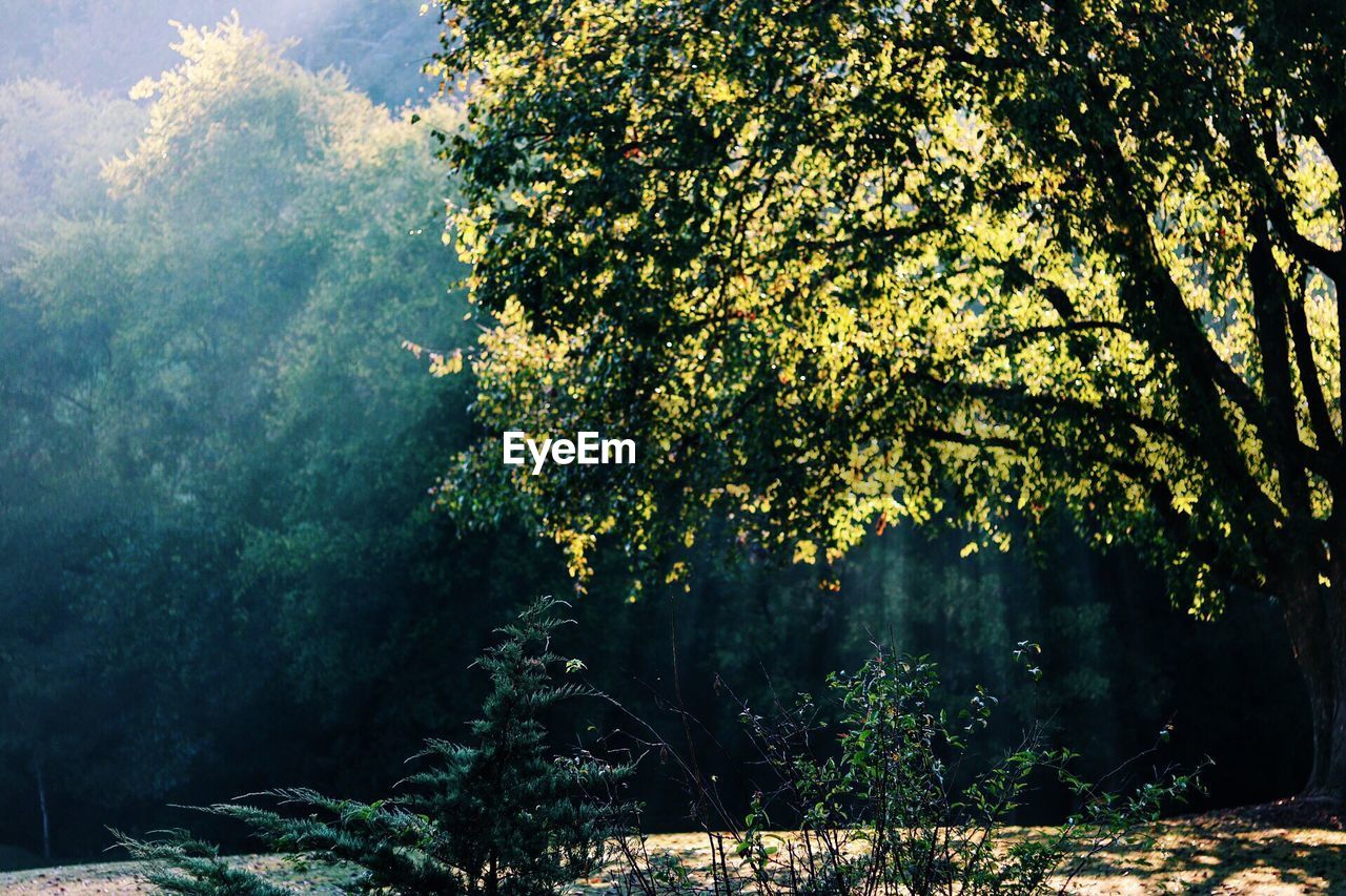 Trees on countryside landscape