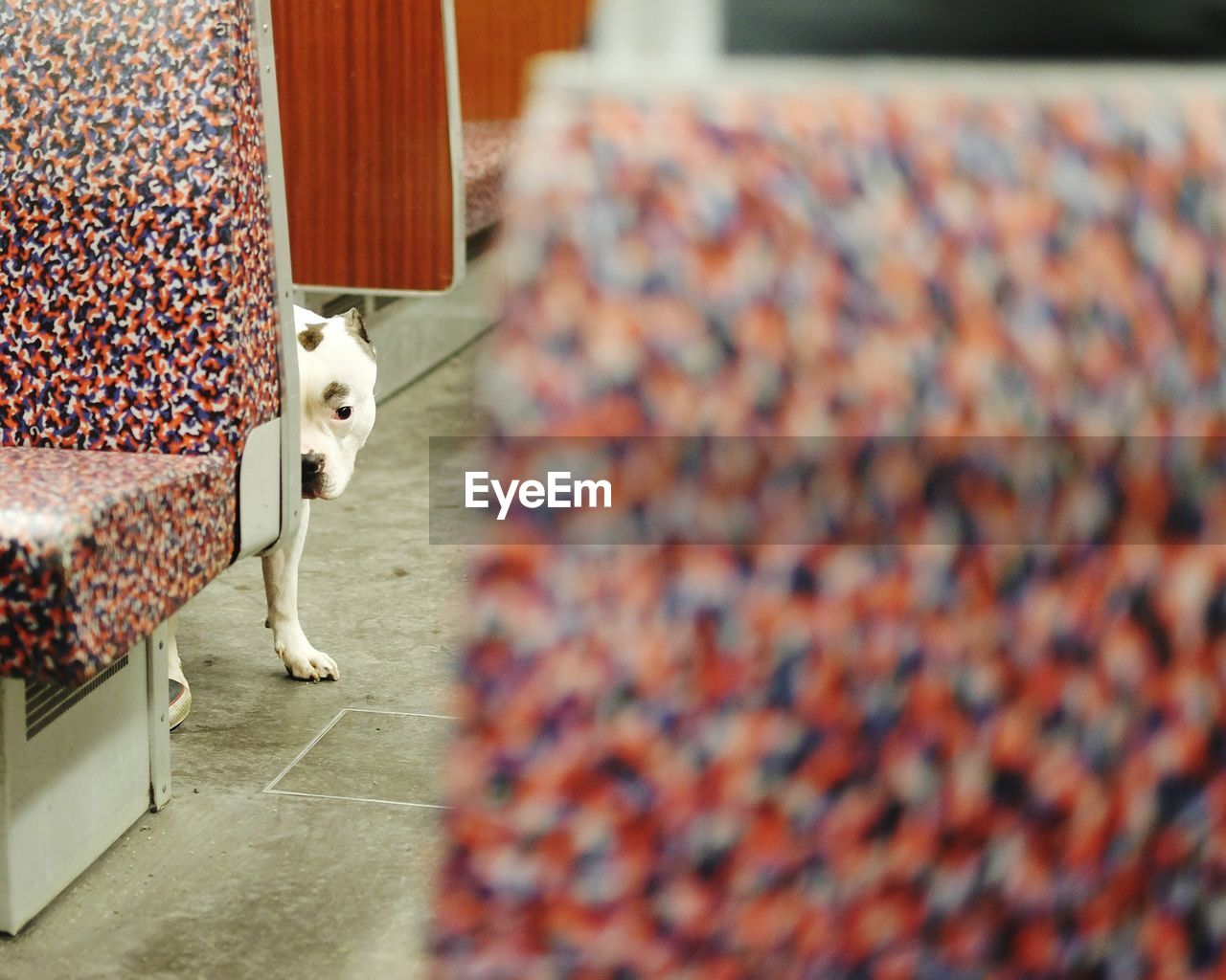 Pit bull terrier hiding behind seat at subway station
