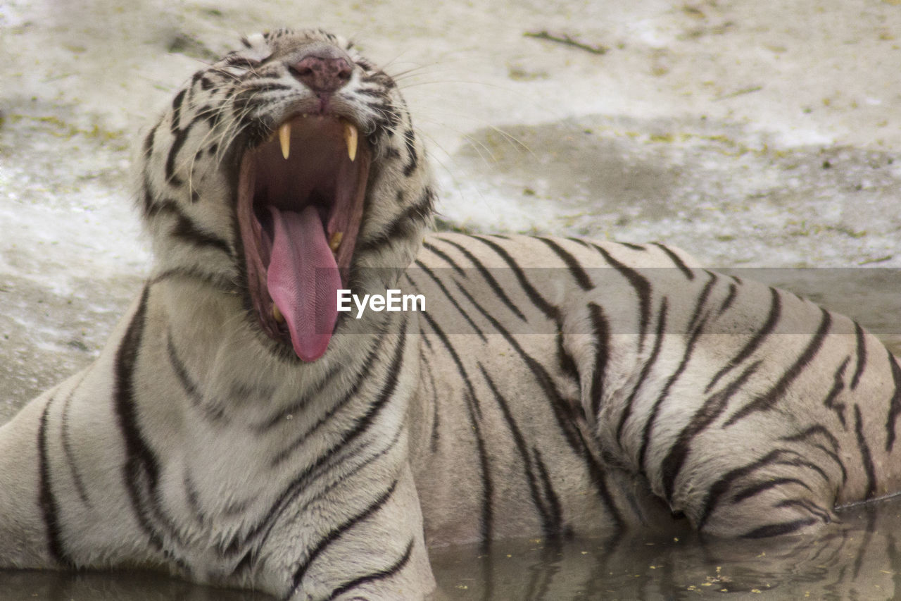 VIEW OF CAT YAWNING