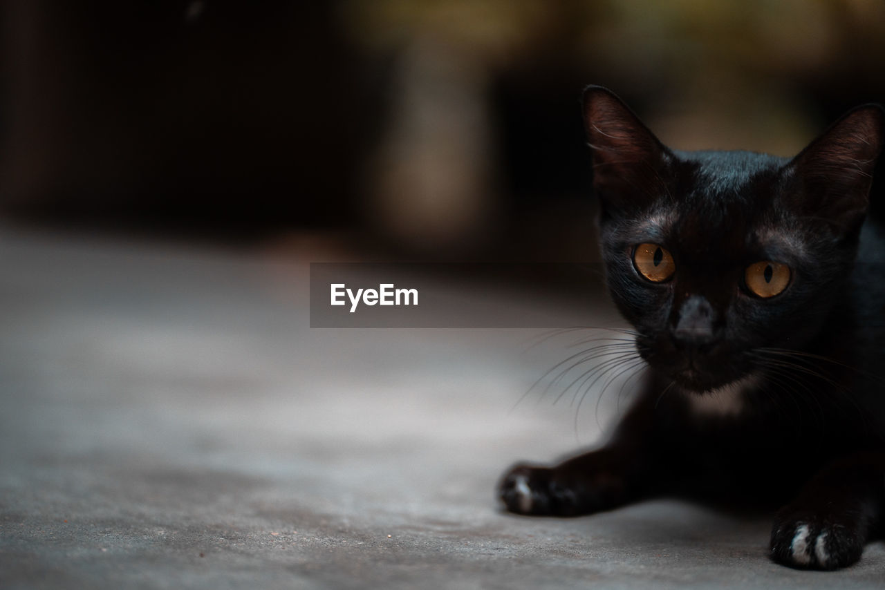 Portrait of black cat on floor