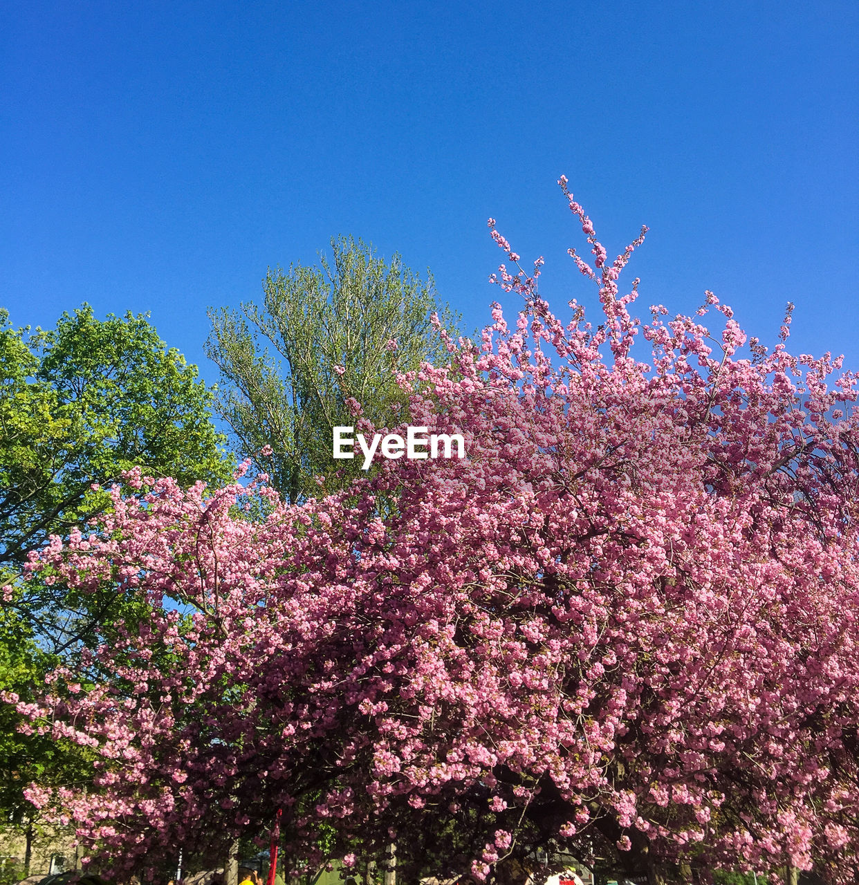 LOW ANGLE VIEW OF PINK CHERRY BLOSSOMS IN SPRING