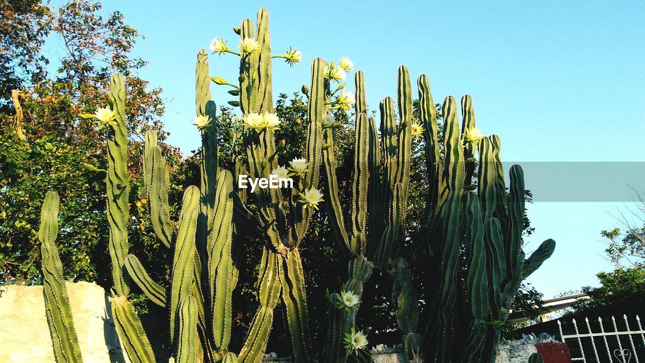 LOW ANGLE VIEW OF PLANTS AGAINST CLEAR SKY