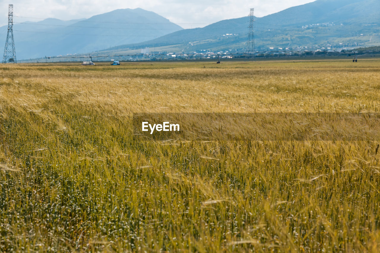 SCENIC VIEW OF AGRICULTURAL FIELD