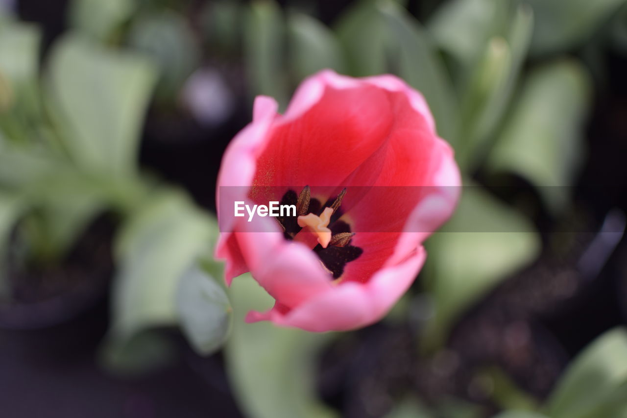 Close-up of pink flower blooming outdoors