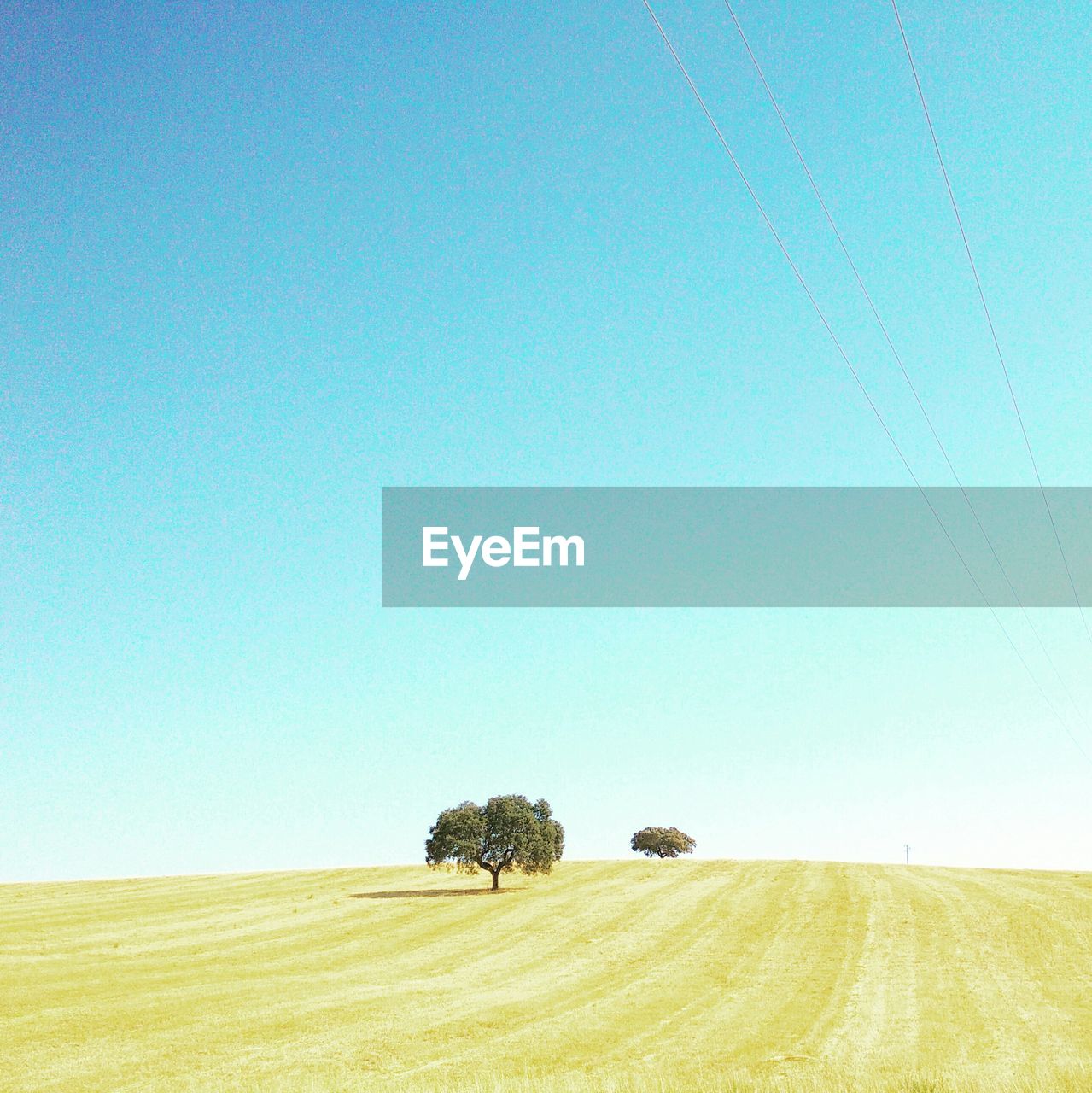 Trees growing on field against clear sky