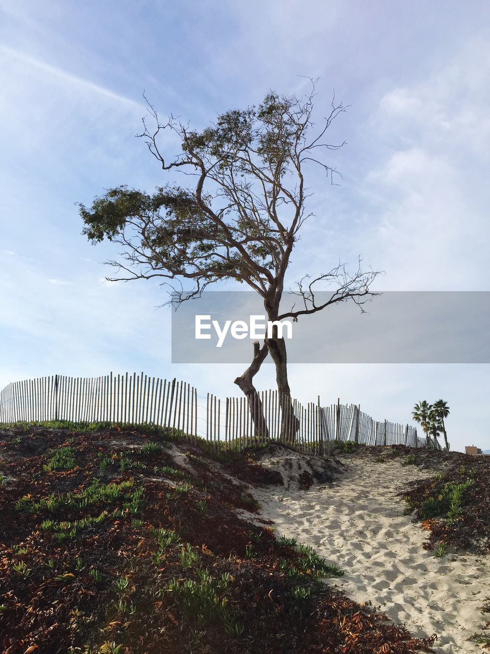 Tree on top of sand dune