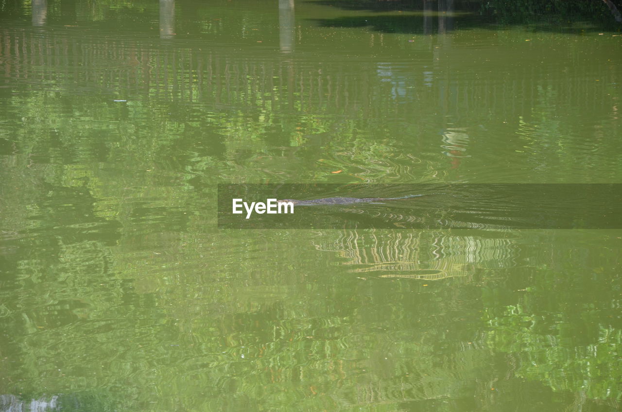 HIGH ANGLE VIEW OF KOI CARPS IN LAKE