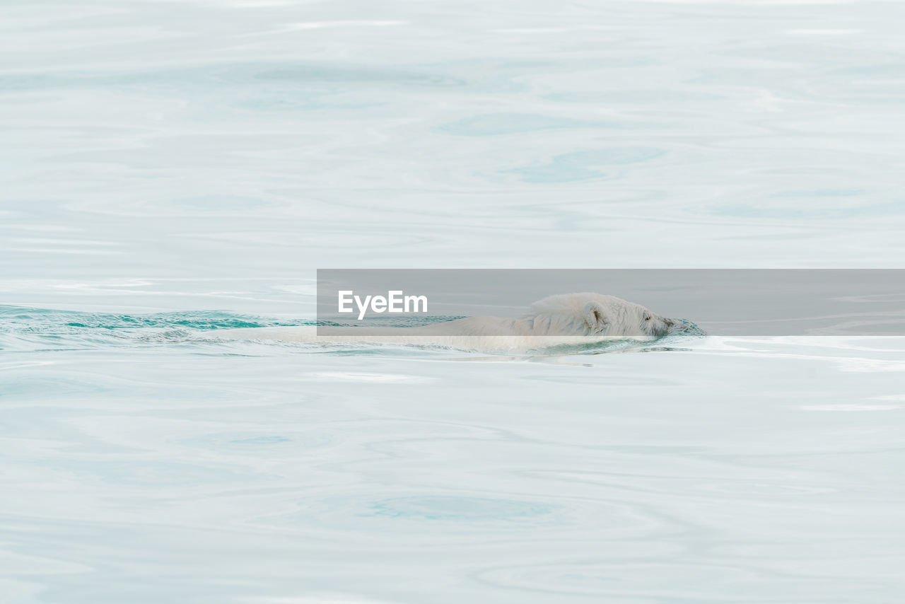 Polar bear swimming in the wild, arctic