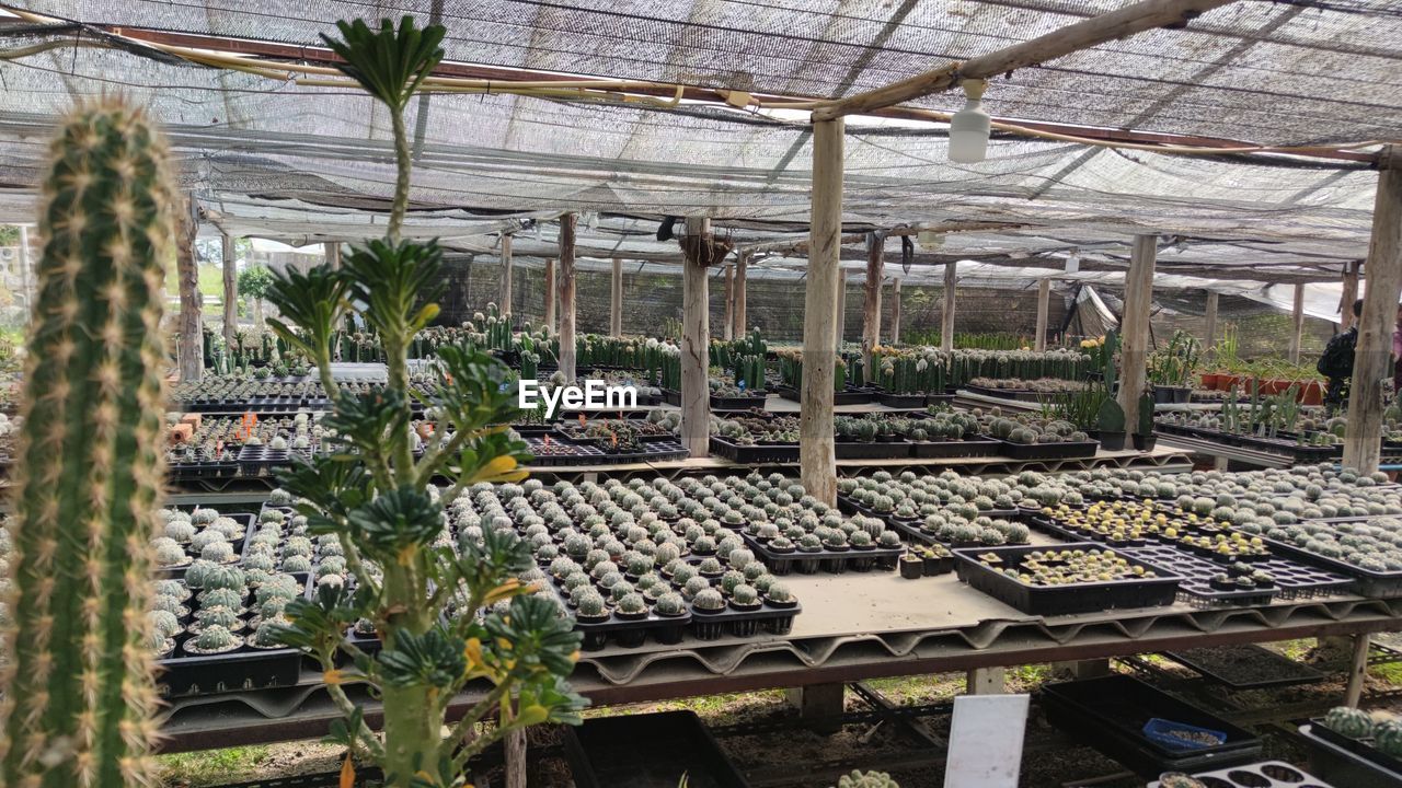 high angle view of potted plants in greenhouse