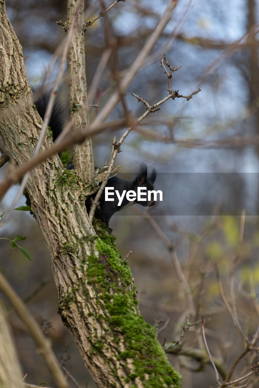 View of squirrel on tree