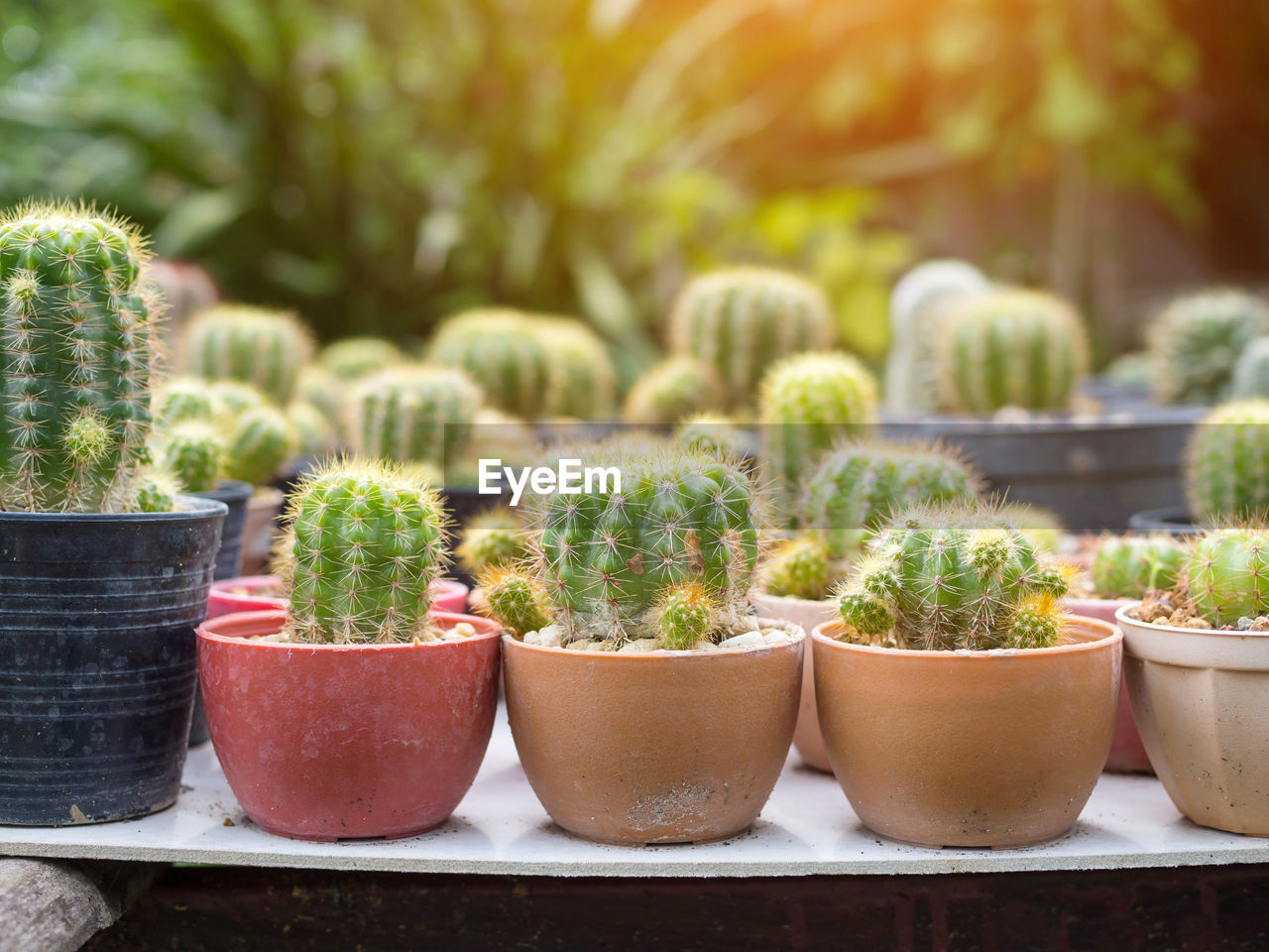 CLOSE-UP OF POTTED PLANTS