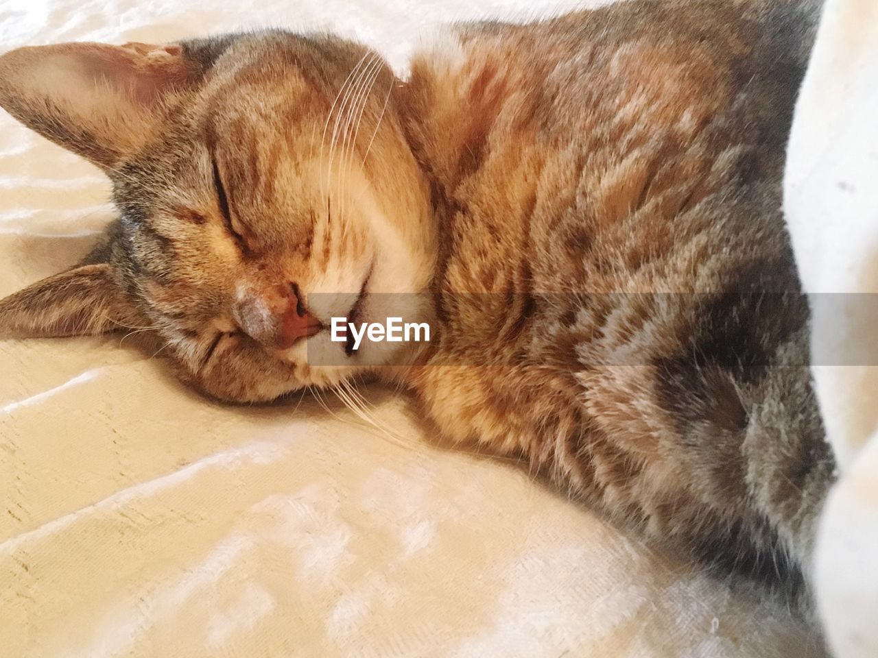 CLOSE-UP OF CAT SLEEPING ON BLANKET