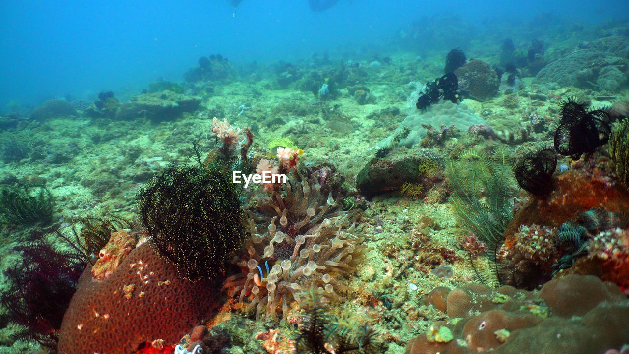 Beautiful soft coral in tropical sea. wonderful and beautiful underwater world with corals. 