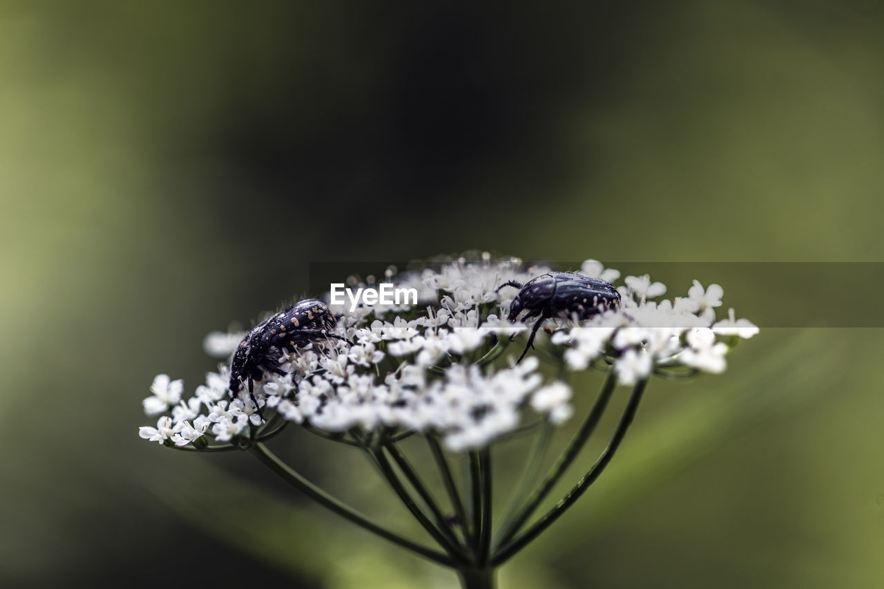 CLOSE-UP OF BUTTERFLY ON FLOWER