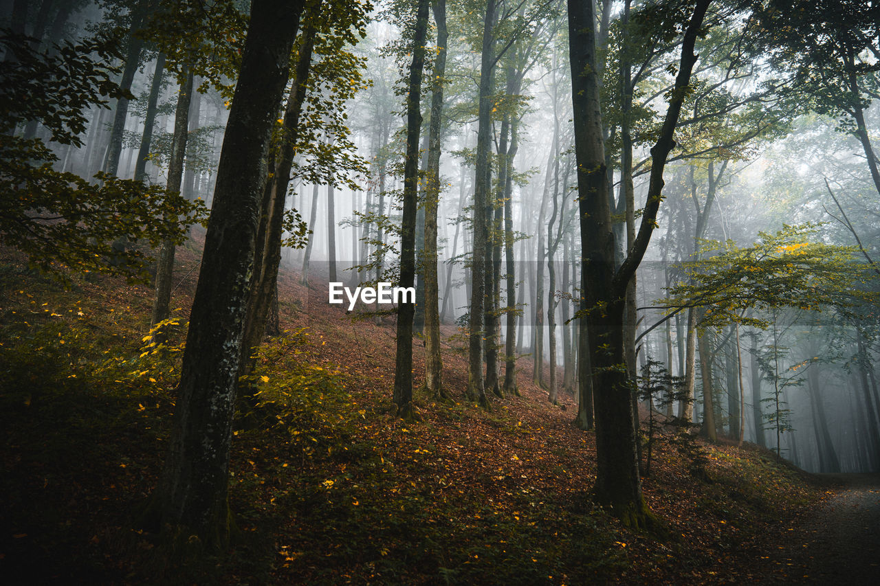 trees in forest during autumn