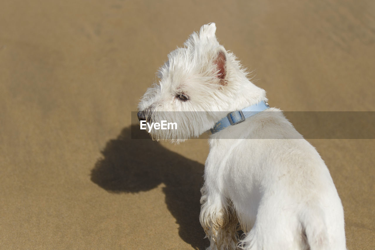 West highland white terrier, france