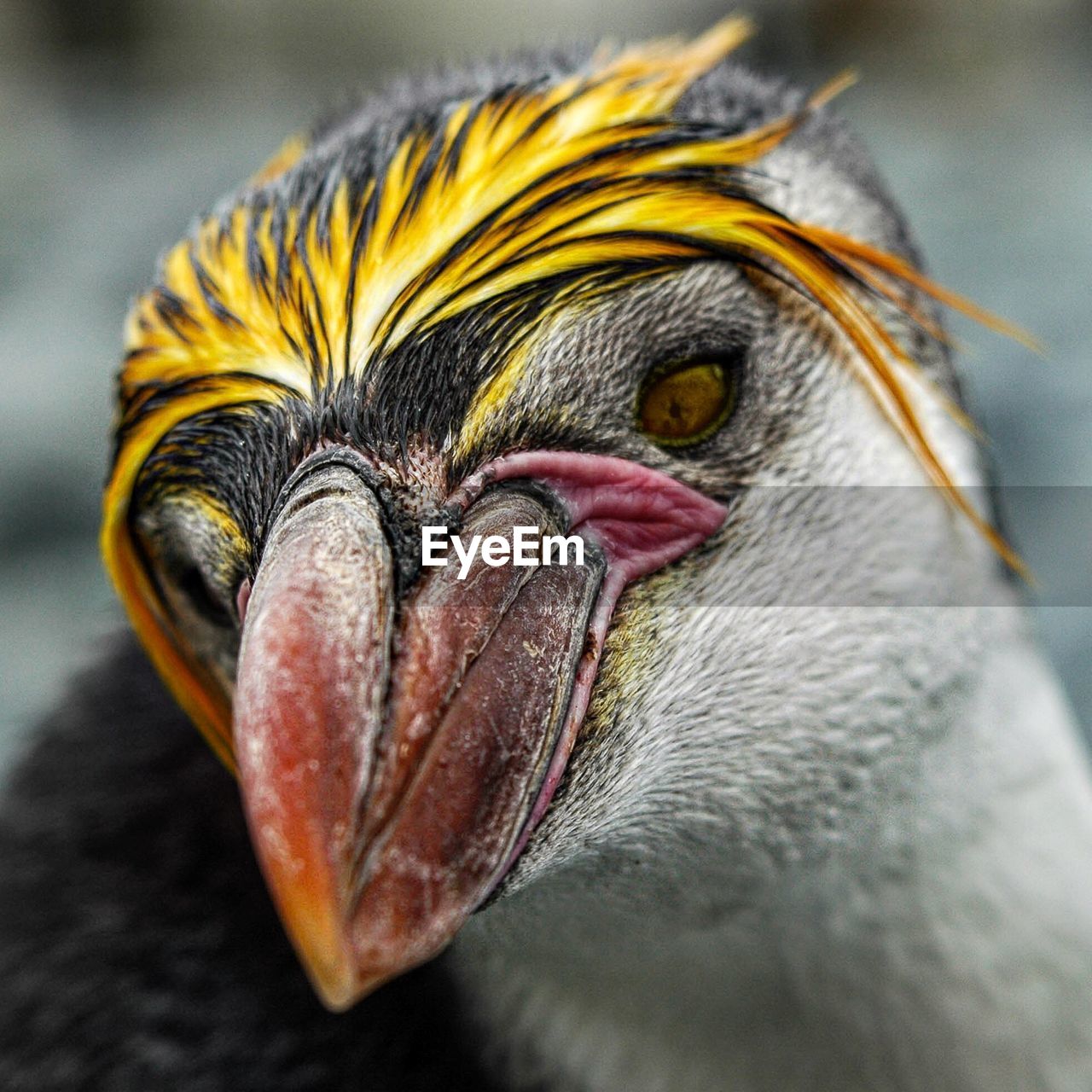 Royal penguin close up - wild on macquarie island