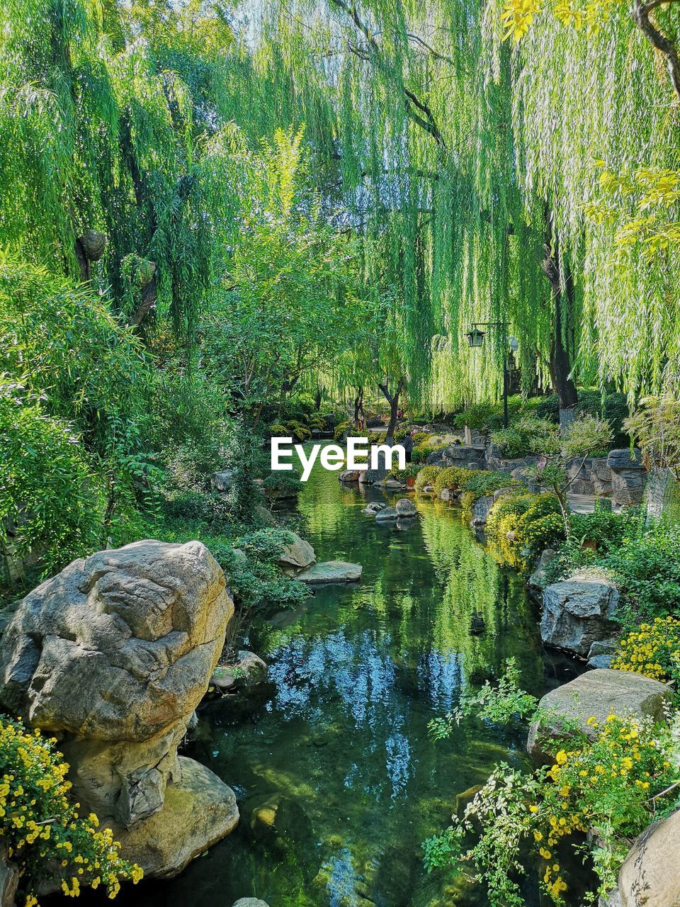 PLANTS GROWING BY ROCKS IN LAKE