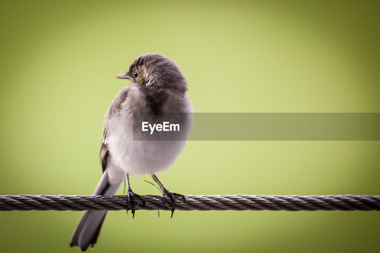 Close-up of bird perching on cable