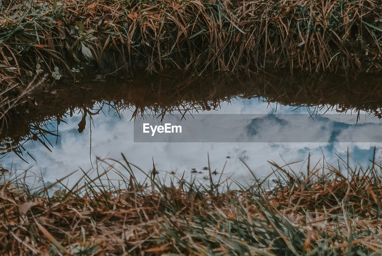 nature, water, grass, wetland, reflection, plant, wildlife, lake, no people, natural environment, day, tranquility, swamp, winter, beauty in nature, leaf, outdoors, marsh, growth, land, tree, soil, tranquil scene, autumn, stream, non-urban scene, environment