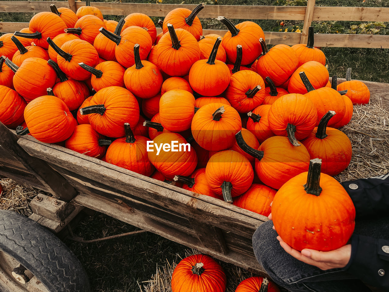 HIGH ANGLE VIEW OF PUMPKINS IN MARKET STALL