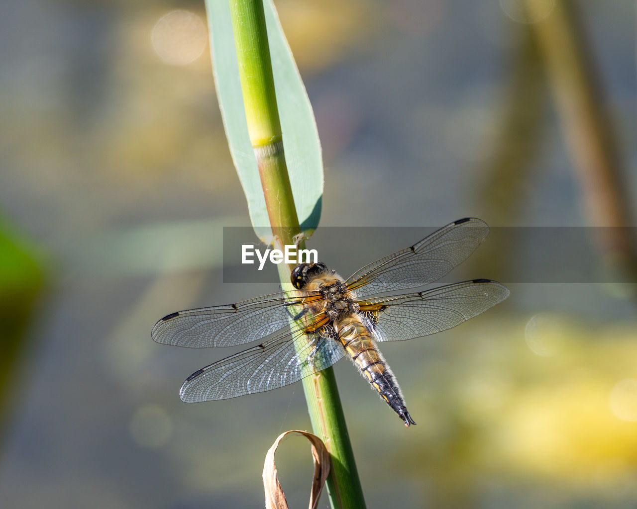 CLOSE UP OF DRAGONFLY