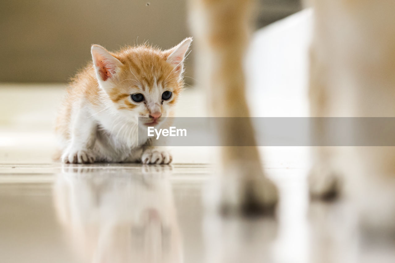 Portrait of cat with kitten at home