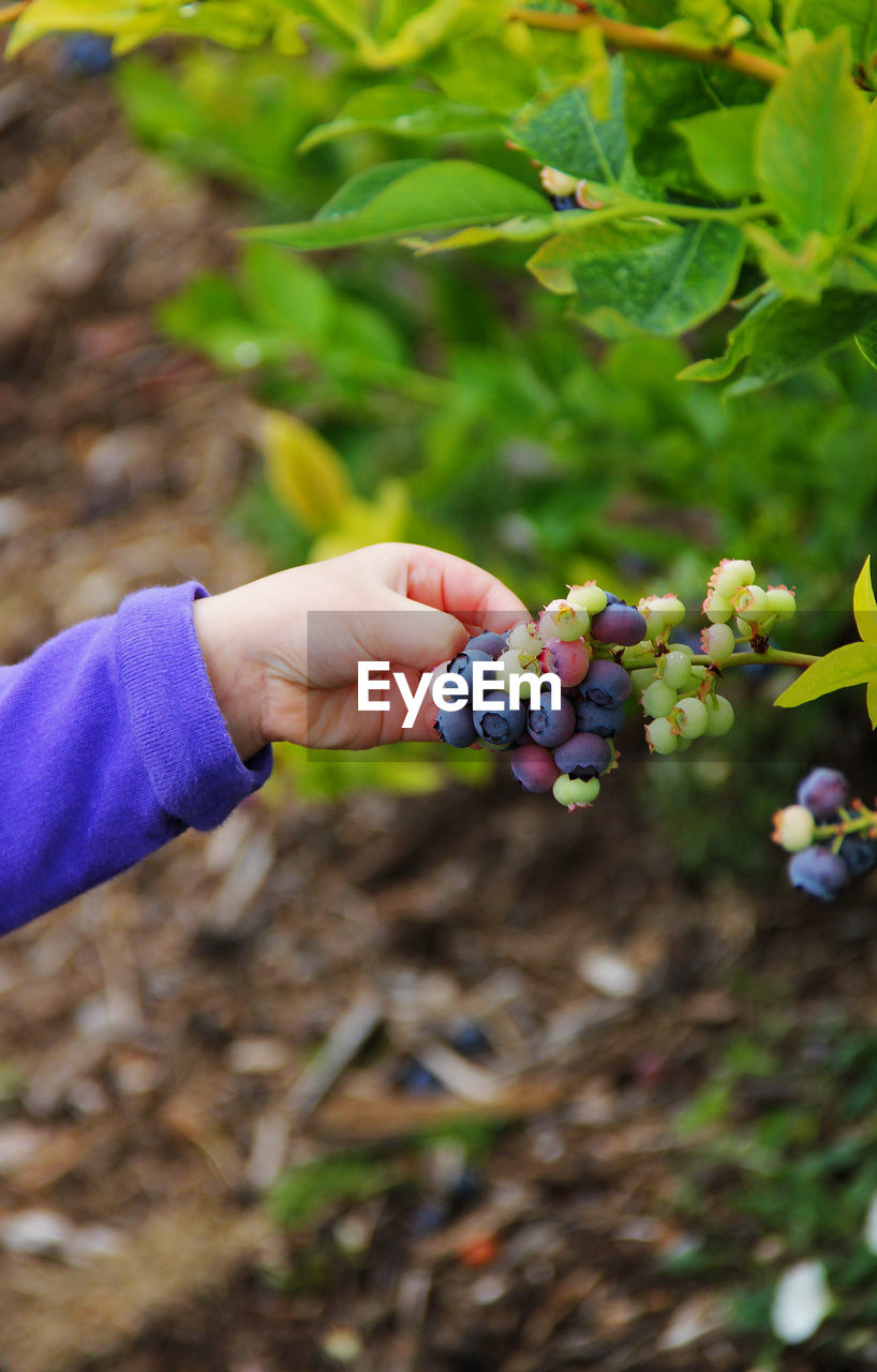 Cropped image of hand plucking blueberries at farm