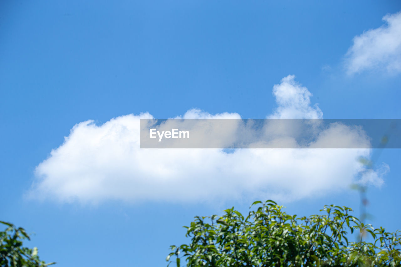 sky, cloud, blue, nature, sunlight, plant, tree, environment, beauty in nature, daytime, no people, cloudscape, outdoors, grass, low angle view, day, scenics - nature, summer, horizon, tranquility, idyllic, copy space, green, leaf, field, backgrounds, landscape, white, plant part, growth, branch