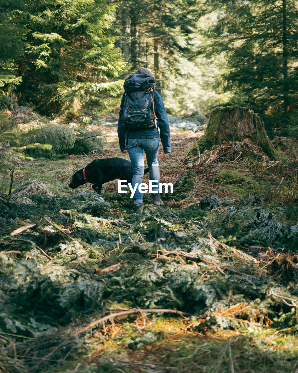 Rear view of hiker and dog walking in forest