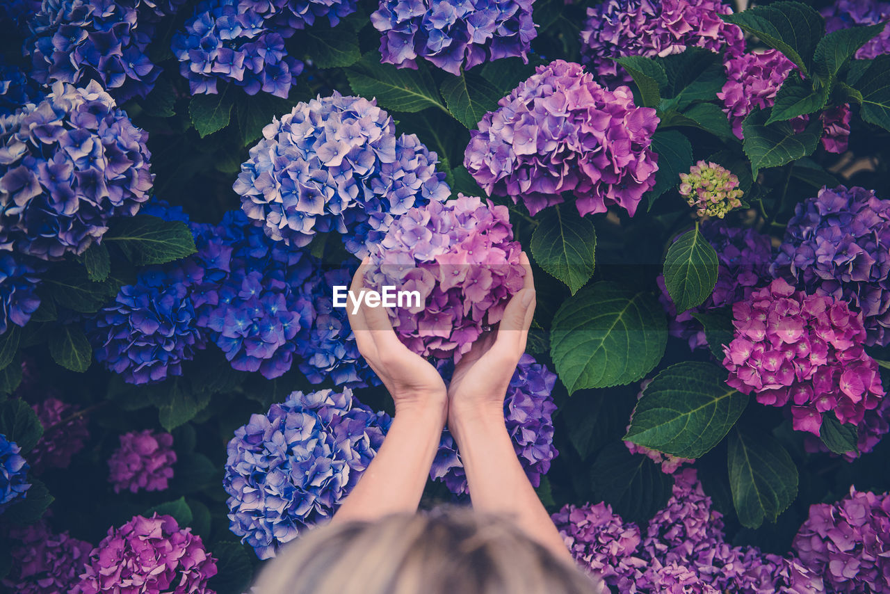 High angle view of woman holding purple flower