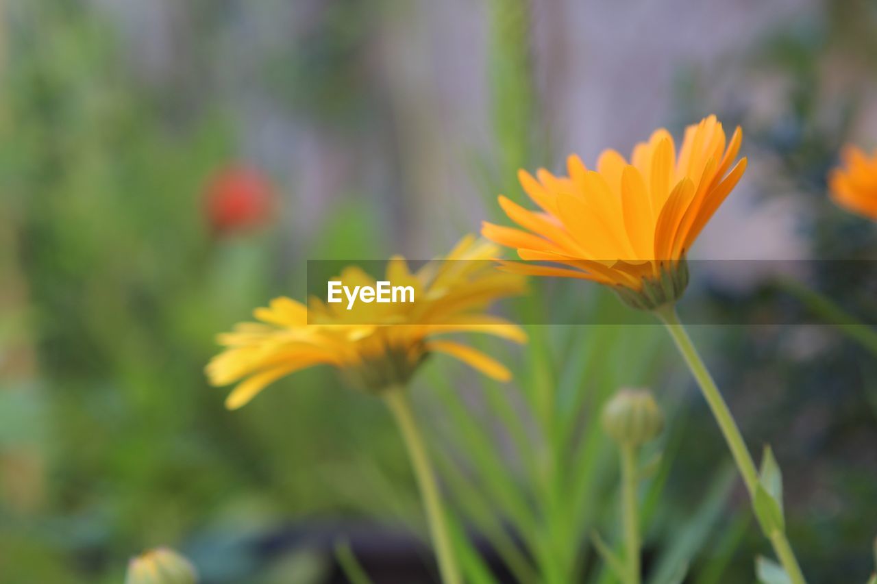 CLOSE-UP OF YELLOW FLOWERS